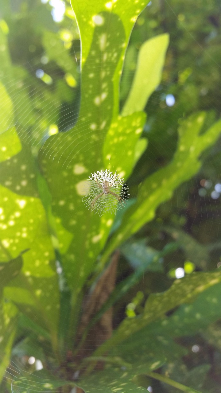 Raj Sharma - Head of Operations India