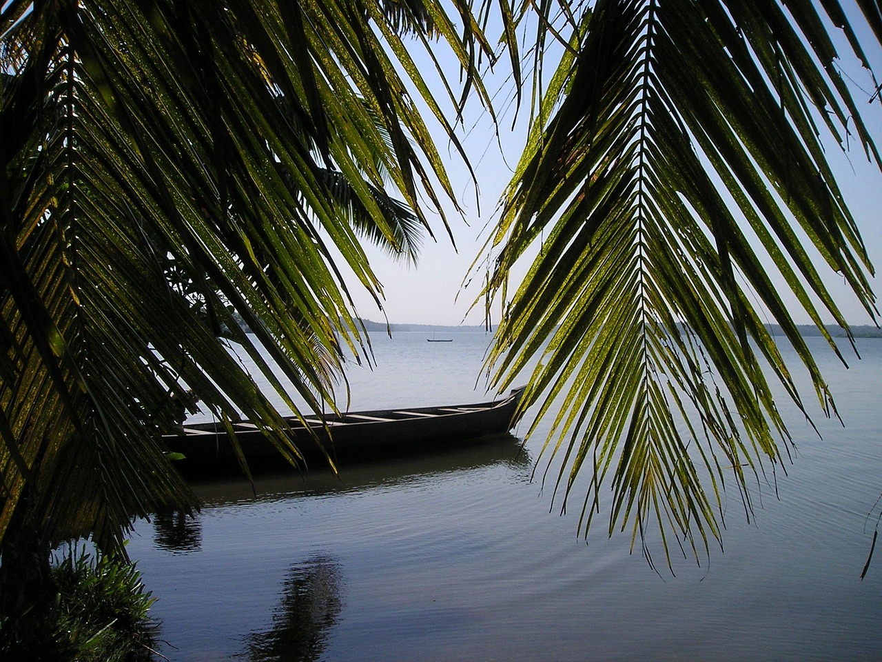 Kerala coconut palms reflected in still backwater