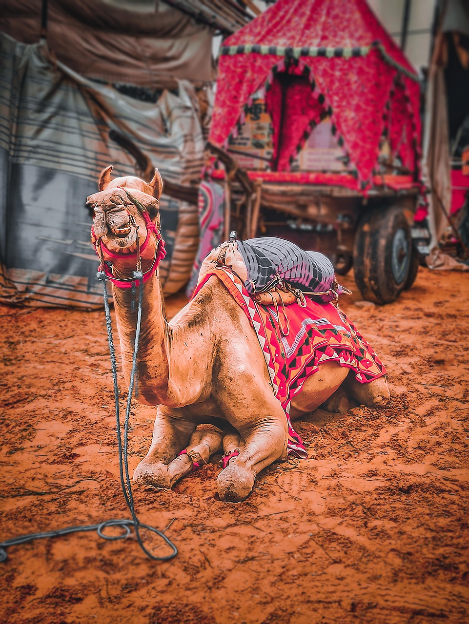 Camel trek at sunset in the Rajasthan desert