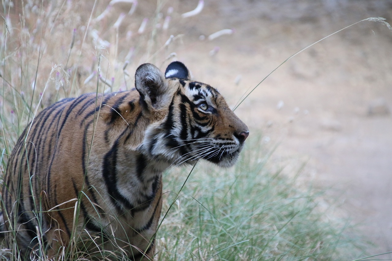 Wildlife Safari in Ranthambore National Park – tigers and wildlife, India