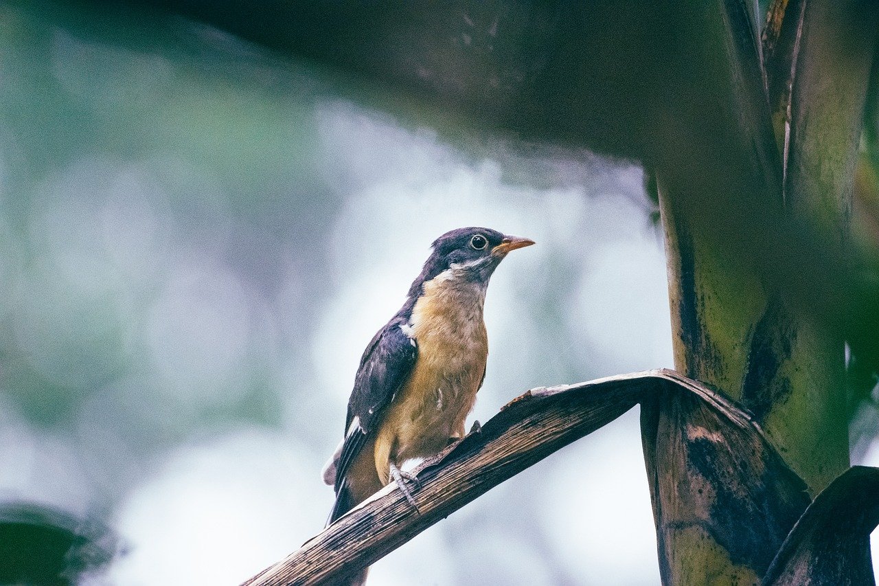 Indian painted stork at Ranthambore National Park