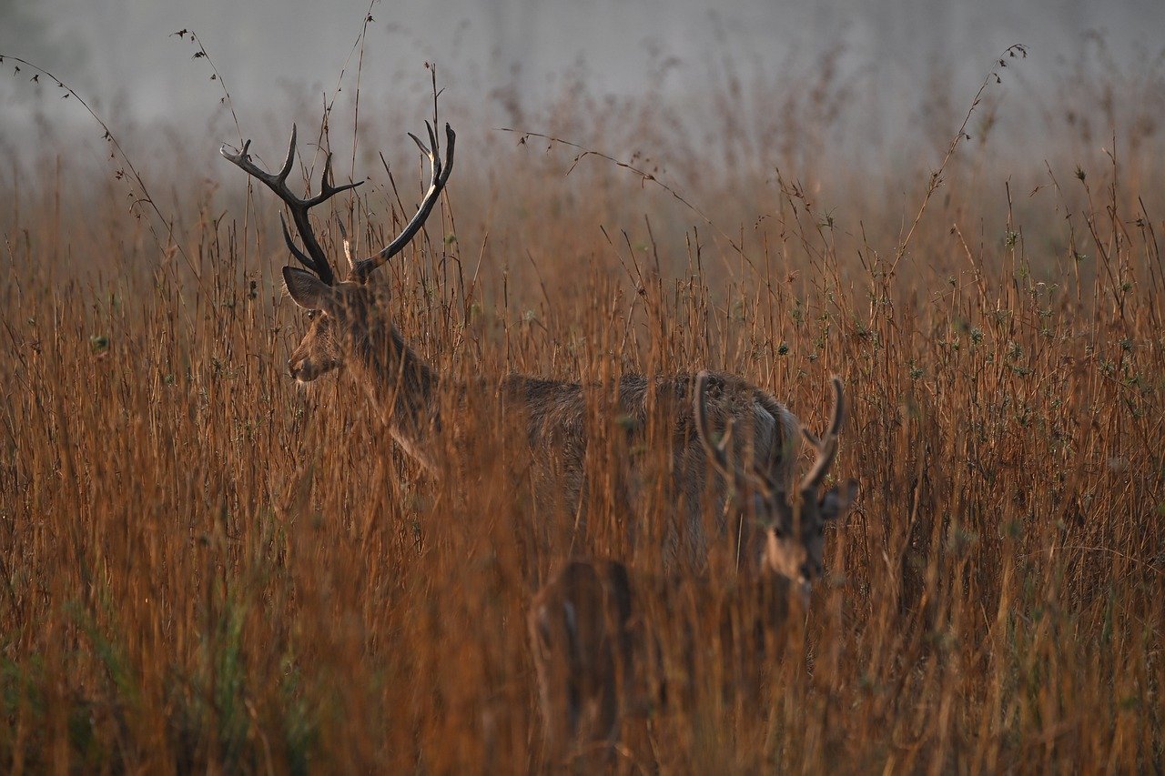 Sambhar deer at the forest edge