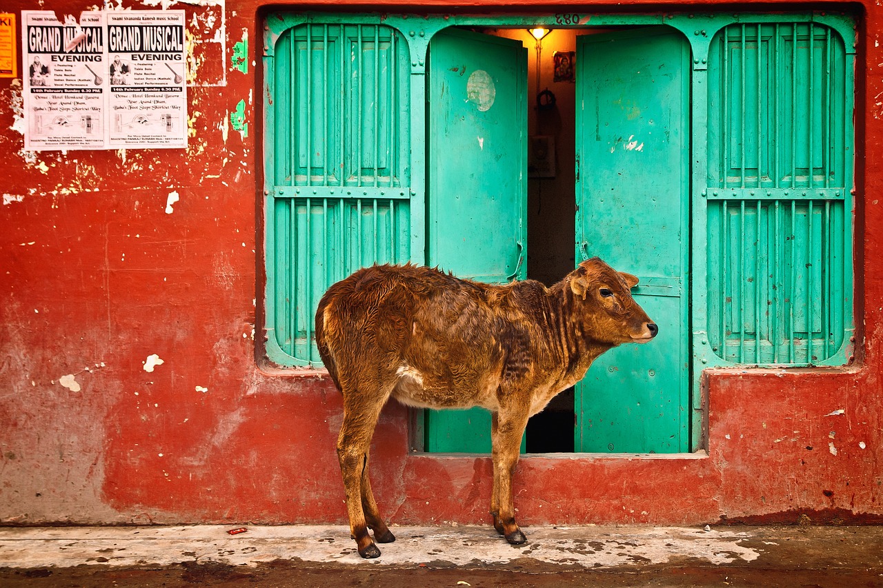 Tamil Nadu temple priest performing daily rituals
