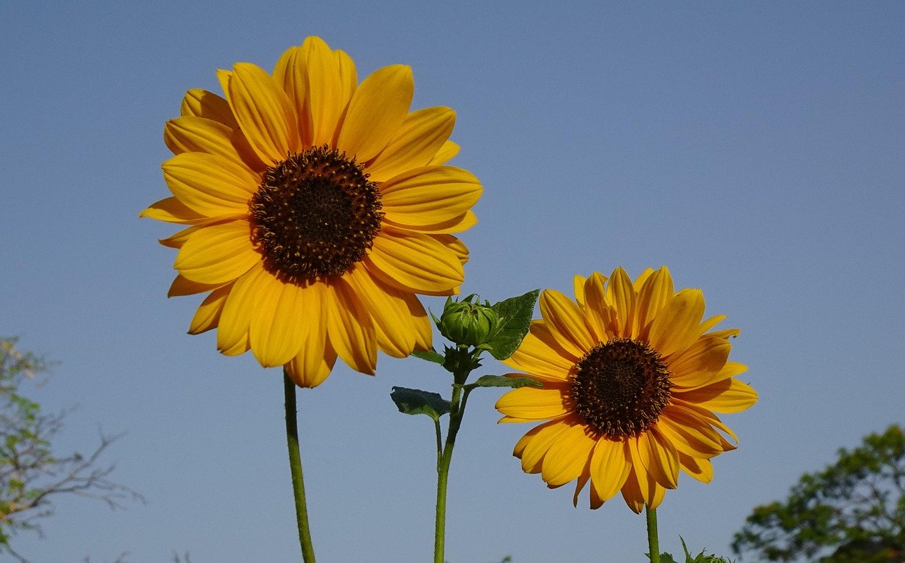 India spring flowers – colourful blooms during Holi festival season
